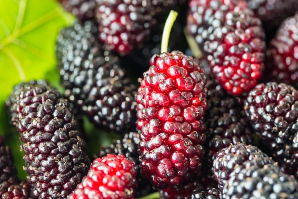 Berry Effectively Reducing Cholesterol Levels Named