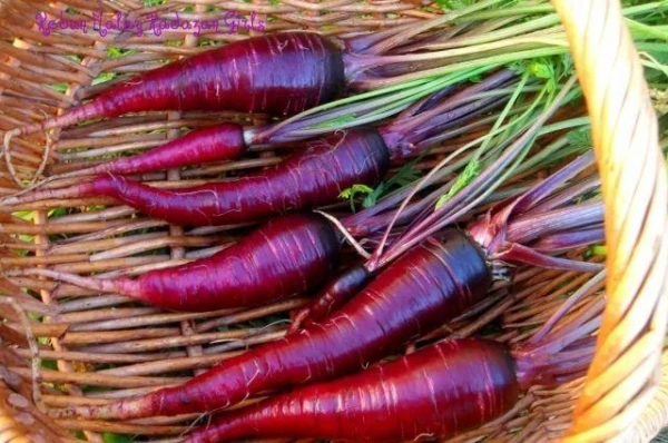 Did carrots originally have a purple color?