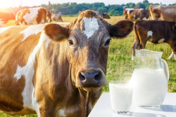 Scientists Develop Method to Reduce Stress in Dairy Cows