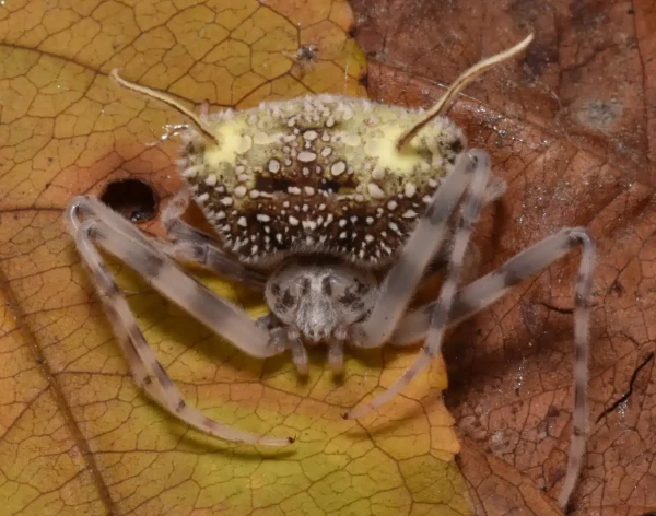 Чемпион по выживанию.