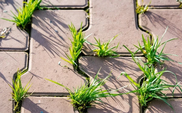 Weeds on Pathways: An Effective Method with Boiling Water and Salt