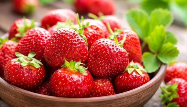What are the differences between strawberries and wild strawberries?