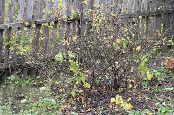 How to Protect Berry Bushes in Early Spring?