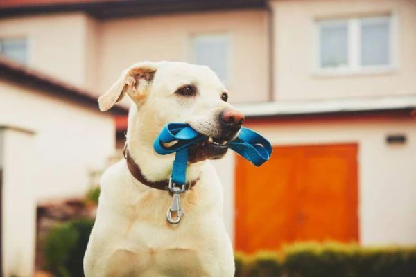 Dogs Recognize Toys by Their Names