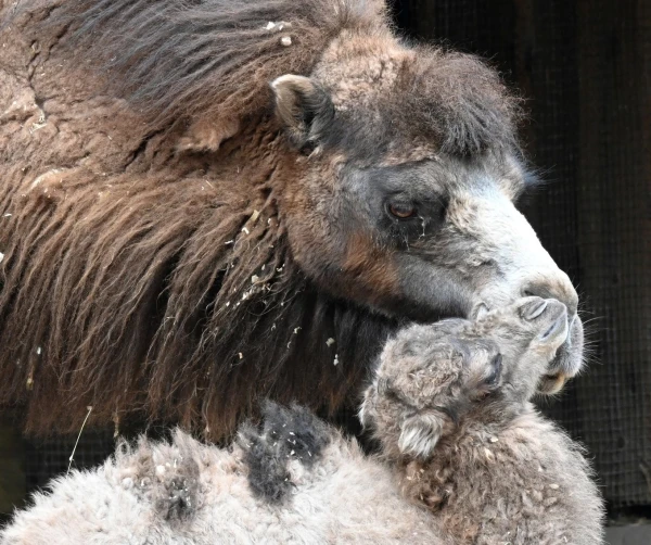 A Calf Was Born at the Riga Zoo