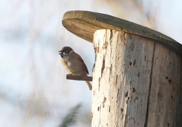 Mid-March was five degrees warmer than normal