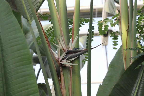Miracles are happening in the Palm House after renovation: the Strelitzia Nicolai has bloomed