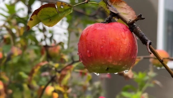 Dangerous Mistake When Pruning Trees — Don’t Ruin the Plants