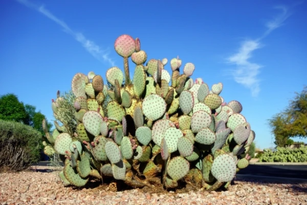 Cacti Evolve Faster Than Previously Thought