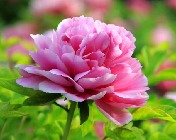 Plant these 3 flowers — and money will come to your home: folk signs about wealth