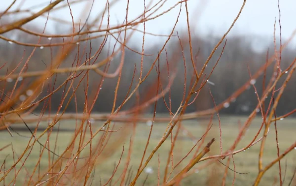 Meteorologists reported where to expect rain in Latvia tomorrow