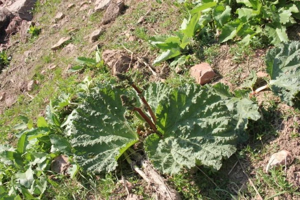 What Can Be Collected in Spring on a Summer Cottage?