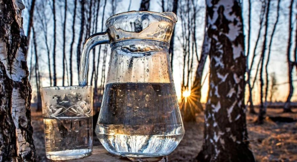 How much birch sap can be collected from one birch tree?