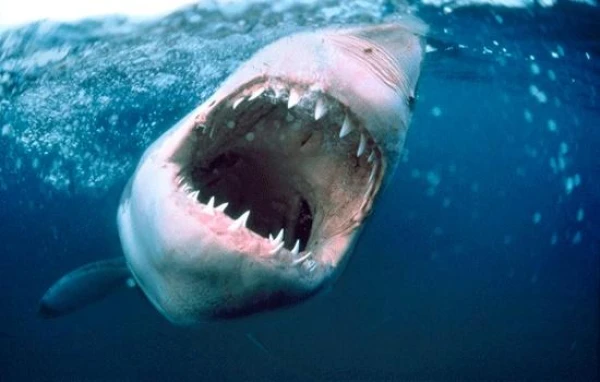 Shark Cancer Incidence: Myth and Reality