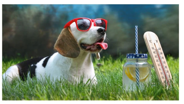 Scientists Discover Method to Enhance Dogs' Cognitive Abilities