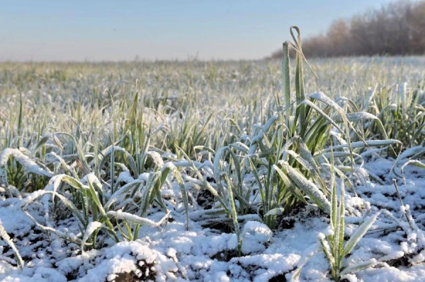 Most Crops in Latvia Successfully Survived the Winter
