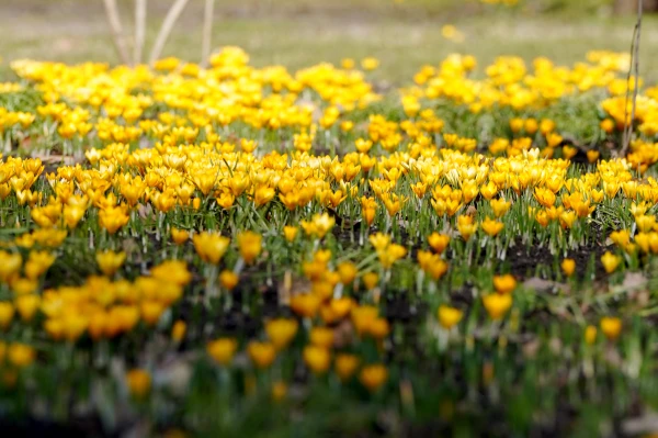 Thought it was already spring? Early April will surprise