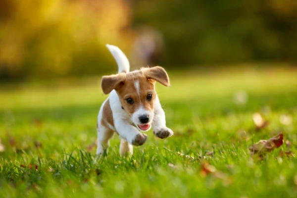 How to Choose a Name for Your Dog? Tips from a Dog Trainer