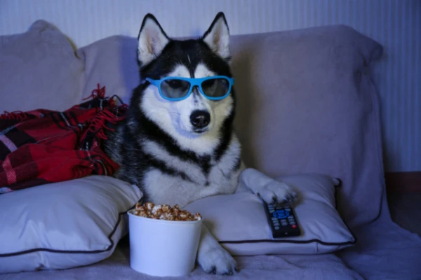 Do dogs see television the same way humans do?