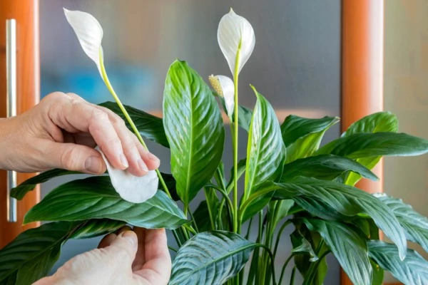 Houseplants Come to Life: Proven Life Hacks from Experienced Florists