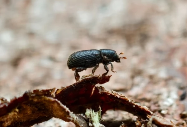 The Fatal Invasion of the Bark Beetle