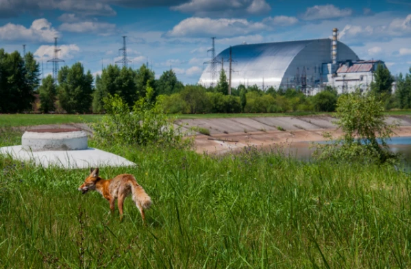 How Chernobyl Turned into a Huge Nature Reserve