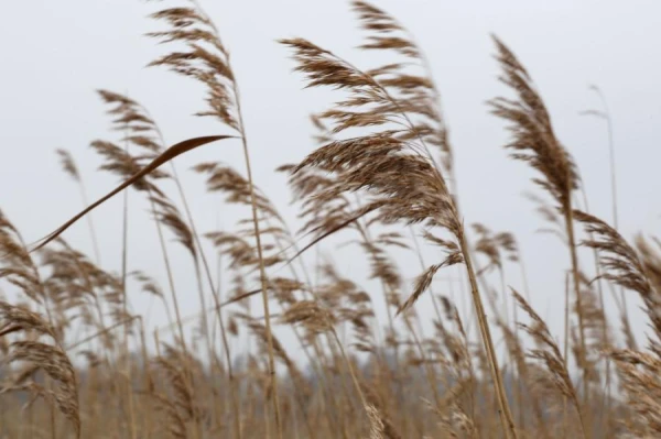 Meteorologists said what weather to expect tomorrow