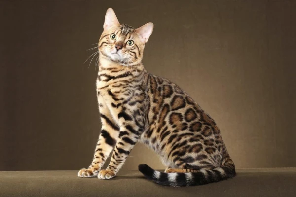 The Genome Study of Bengal Cats Led to Unexpected Conclusions