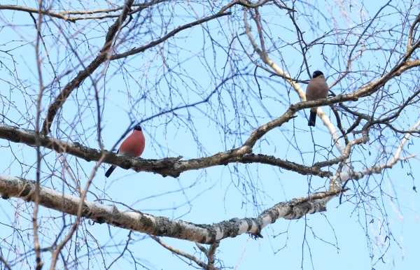 A stationary atmospheric frontal zone stretches over the eastern part of Latvia.