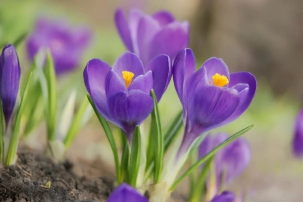 The National Botanical Garden in Salaspils Invites You to the Event "First Spring Flowers: From Cones to Bulbs"