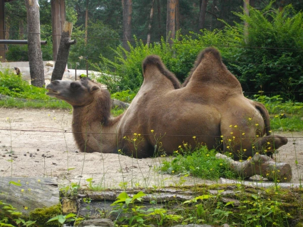 Zoo in Debt, Bears Out of Work: Is Riga Preparing a New 'Construction of the Century'?