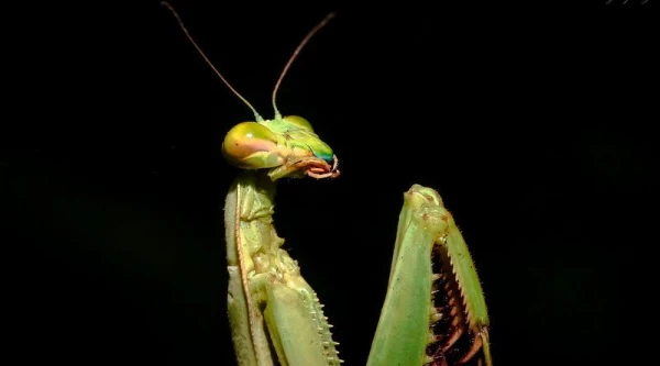 Five Interesting Facts About Praying Mantises