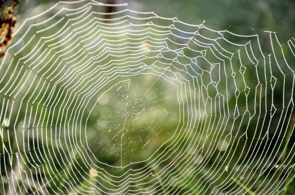 How Do Spiders Avoid Getting Stuck in Their Webs?