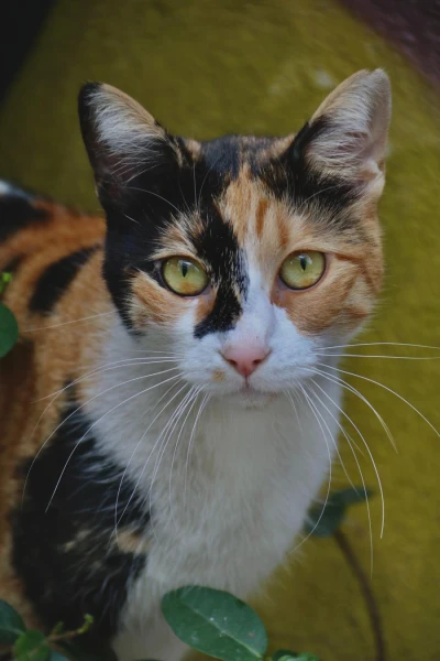 How to Clone Your Beloved Cat