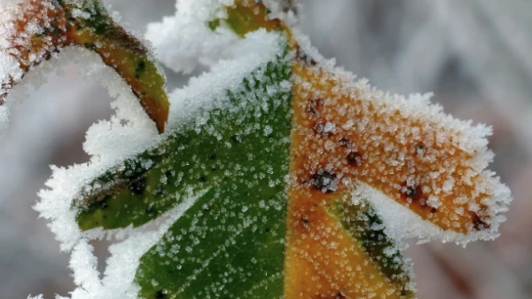 Frost Returns to Latvia - Forecasters