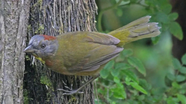 Poisonous Birds Found in New Guinea