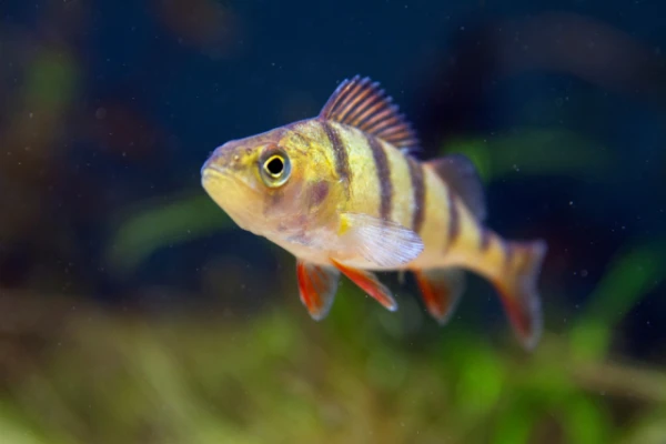 Scientists have discovered how perch get into isolated water bodies