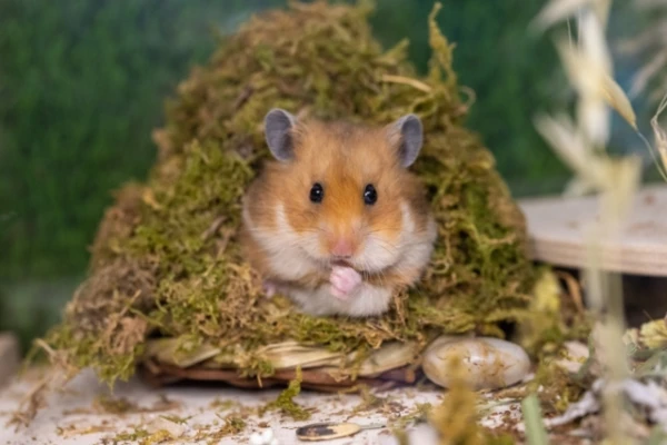 Why do mice and hamsters constantly gnaw on objects?
