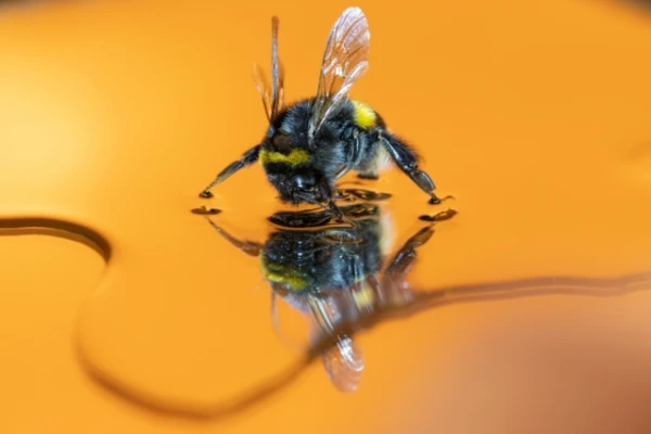 Scientists Accidentally Discovered an Unexpected Ability of Bumblebees