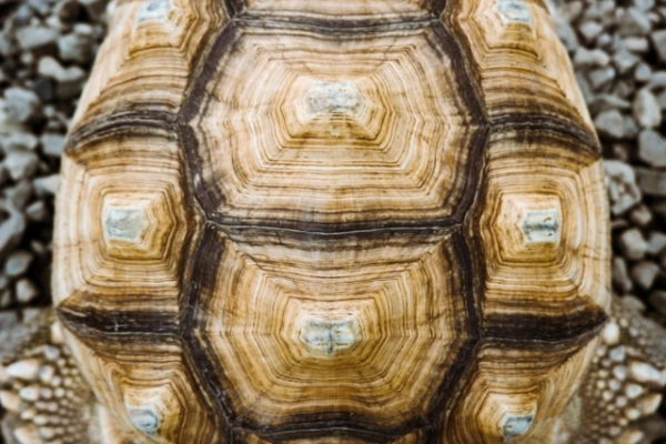 Scientists Develop Method for 'Reading' Turtle Shells