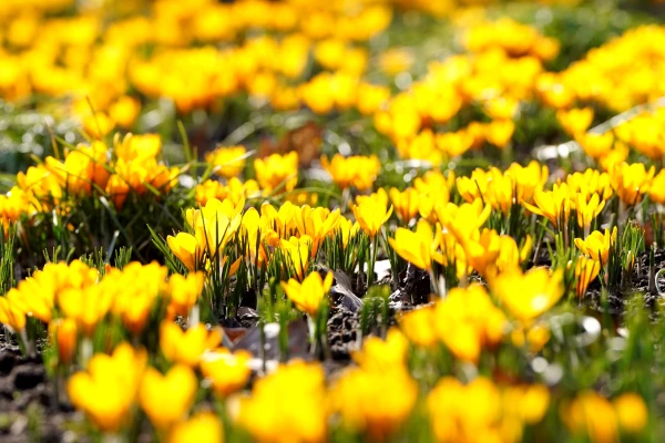 Saturday will be sunny and dry