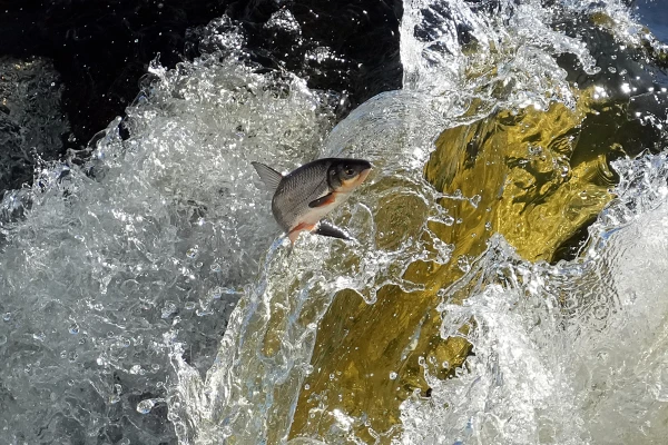 The Flying Fish Festival in Kuldiga will take place at the end of April