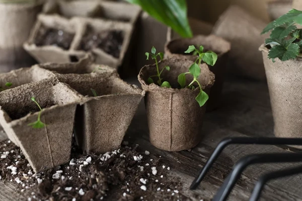 Top 5 Main Rules for Growing Strong Seedlings