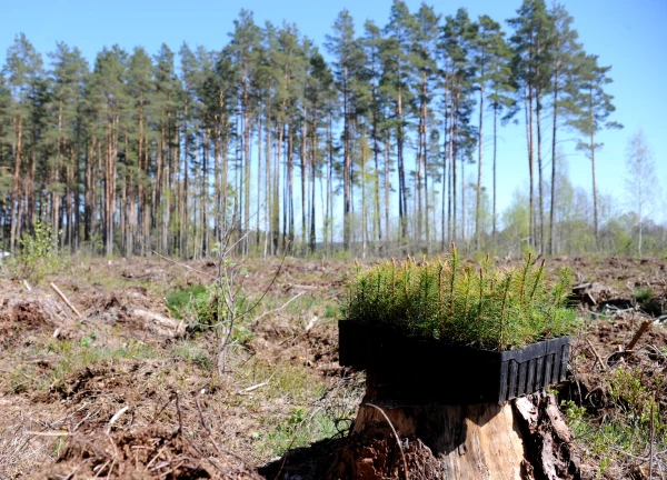 32 million seedlings will be planted in the forests of Latvia this year