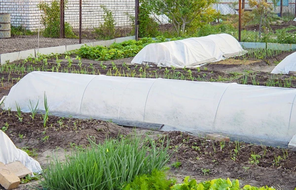 Spring Frosts: How to Protect Your Harvest and Flowers from Sudden Cold