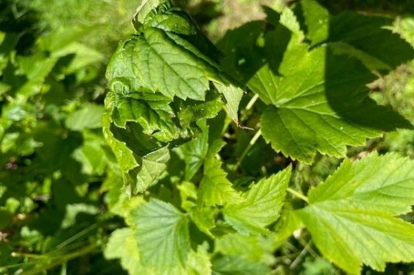 How to Get Rid of Currant Bud Mite?