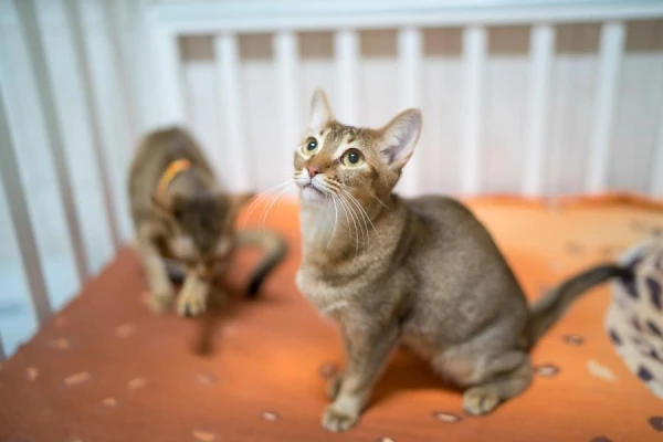 European Commission Strengthens Control Over Pet Breeding