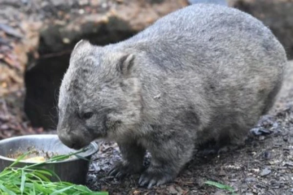 Why do wombats choose to defend themselves with their backs to enemies?