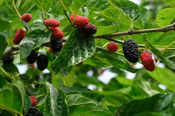 Leaves of a Familiar Plant Turned Out to Be Helpers in Slowing Diabetes