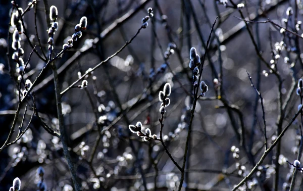 Meteorologists Warned About the Weather at the Beginning of the Week in Latvia